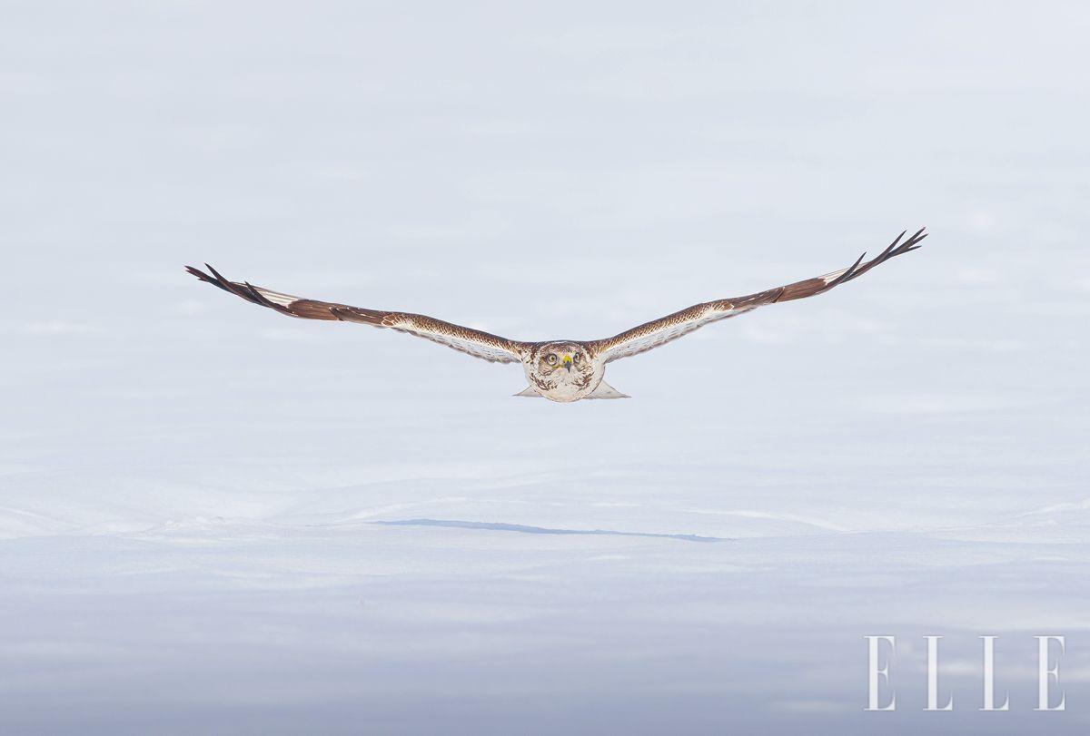 전북 김제에서 먹이를 찾기 위해 광활한 설경 위를 저공 비행하는 큰말똥가리.