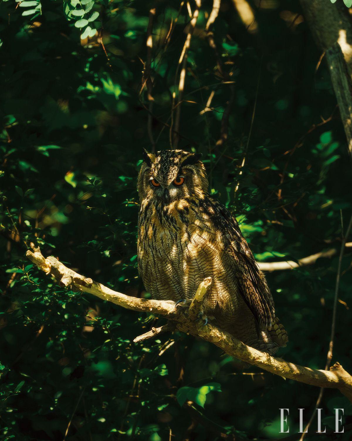 전북 전주, 인근 야산에서 해를 쬐며 쉬고 있는 수리부엉이. 