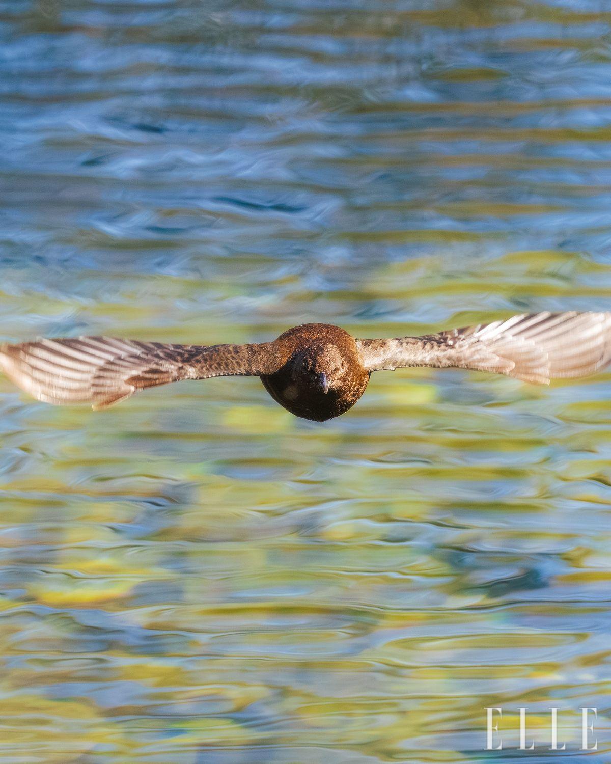  전남 순천 송광사 인근 계곡에서 육추 활동 중인 물까마귀. 