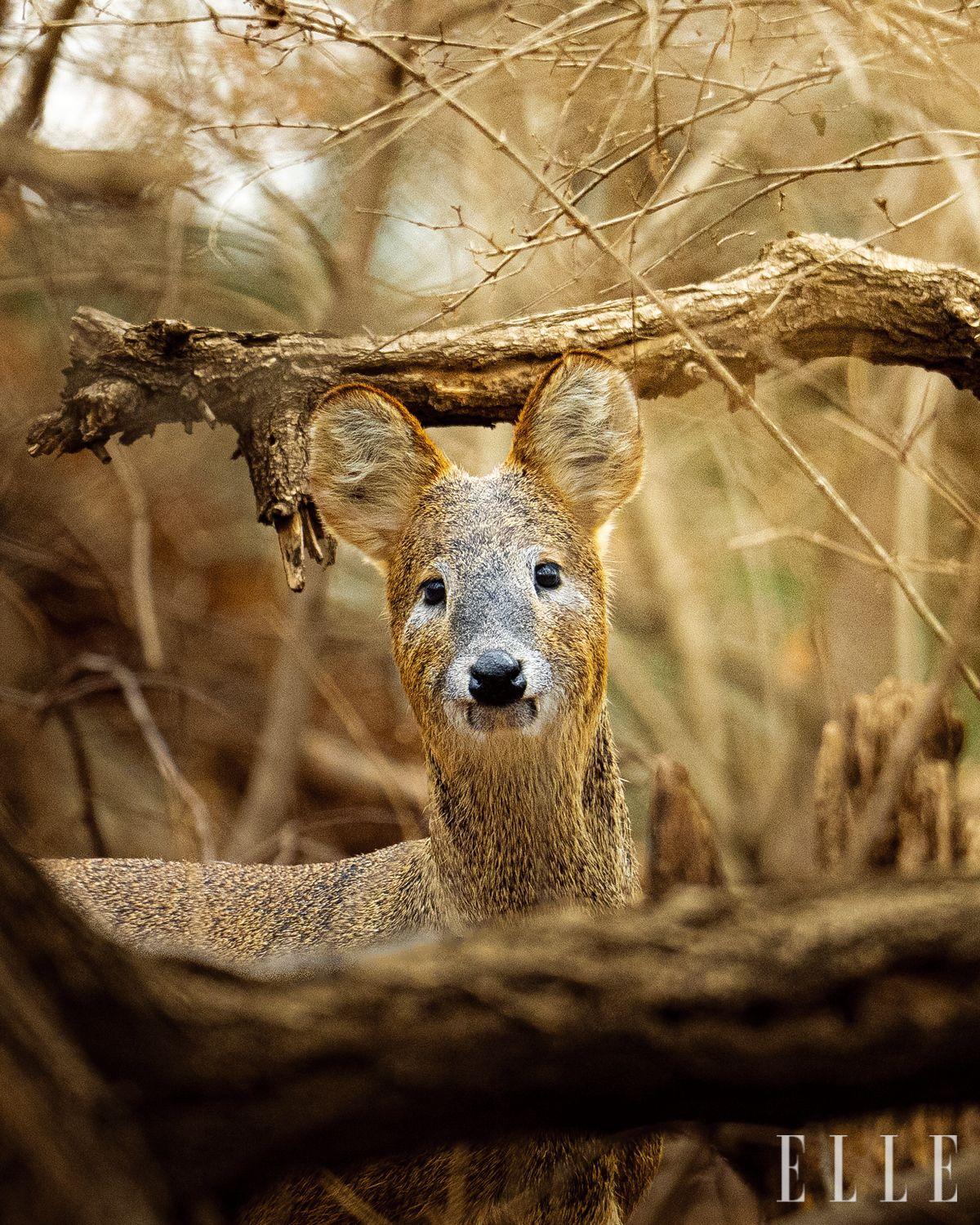 한국에서 만난 고라니. 인기척을 느끼고 눈을 마주친 순간. 