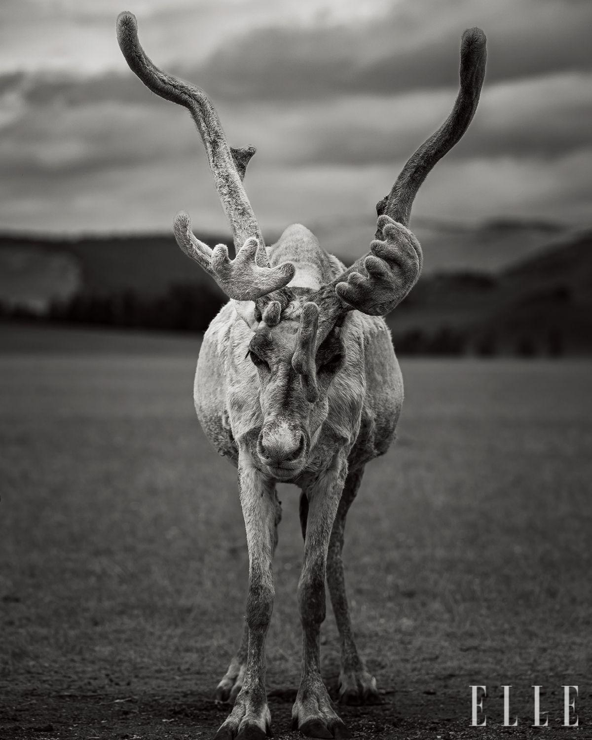 몽골에서 만난 순록. 야생 개체가 아니었는데, 왠지 모르게 느껴지는 고단함에 셔터를 눌렀다. 