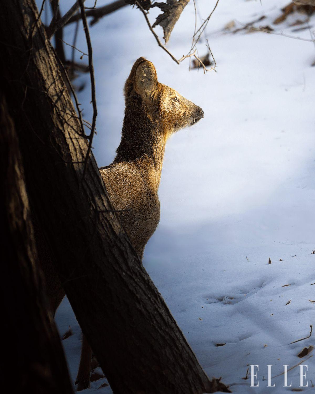 한국에서 만난 고라니. 우거진 나무들 밖으로 나가기 전 잠시 멈춰 있던 시간. 