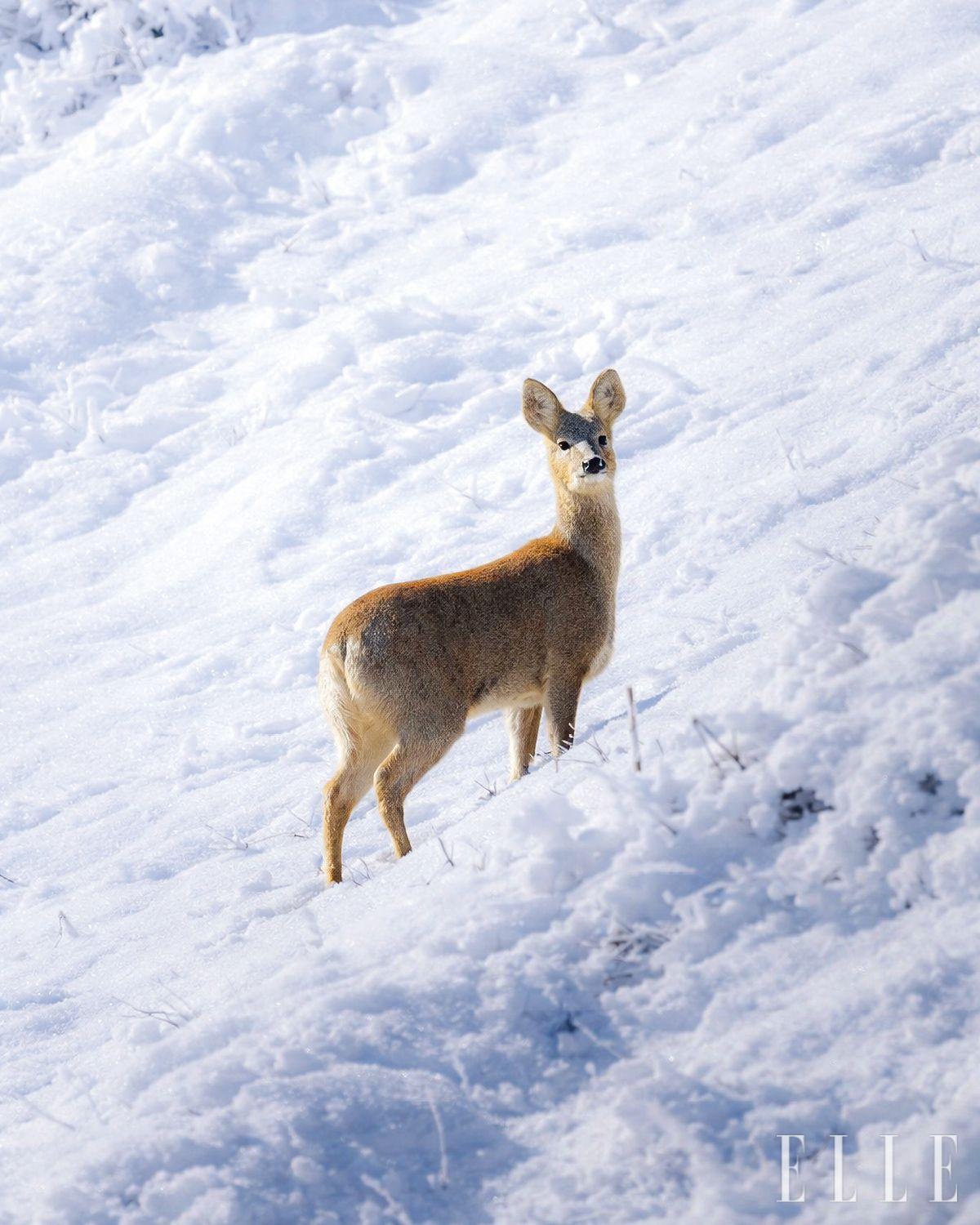 능선 비탈길에 우연히 지나가던 고라니가 이후민의 인기척을 느끼고 고개를 돌리던 순간, 눈이 마주쳤다.