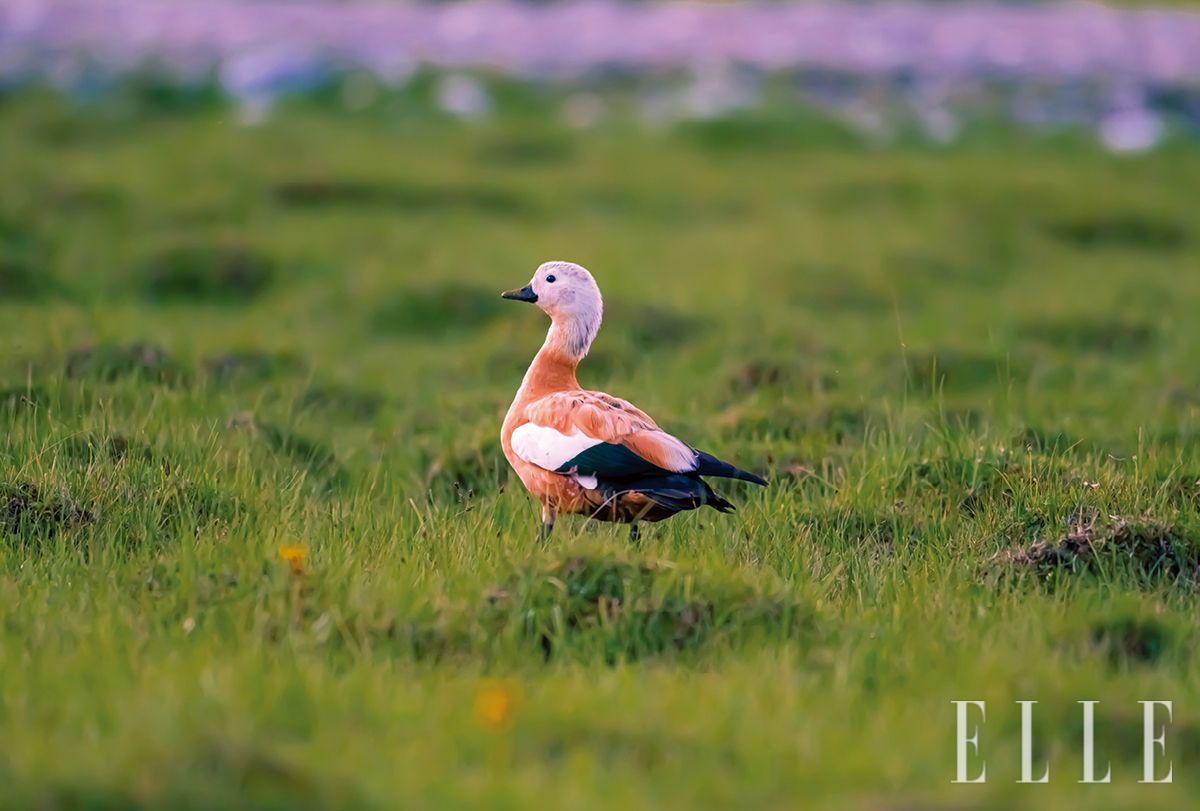 몽골 어느 호수 옆 초원에서 만난 황오리. 