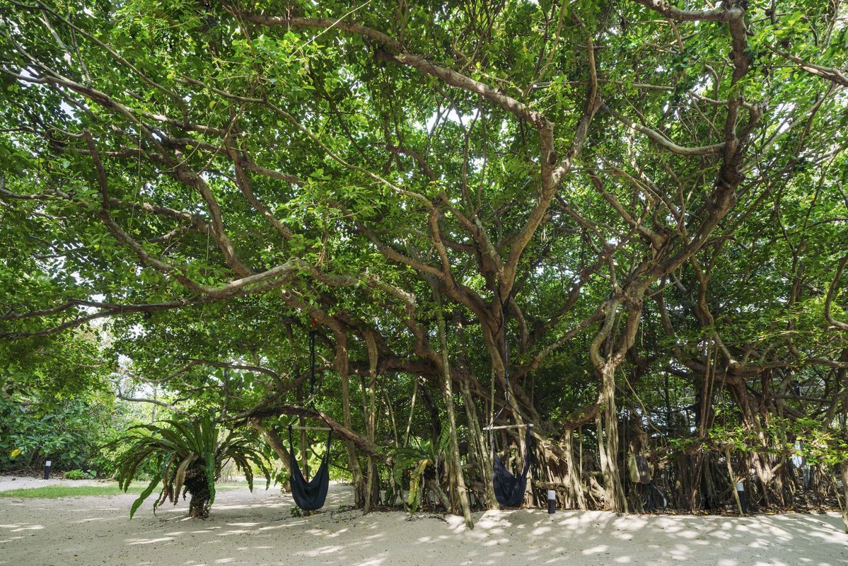 거대한 가쥬마루 나무에 둘러싸인 가쥬마루 광장.