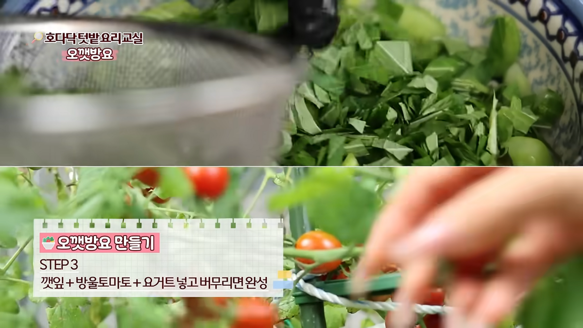 이색 샐러드 추천한 최강희 