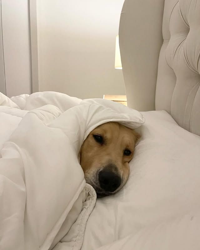 @thegoldenhaha