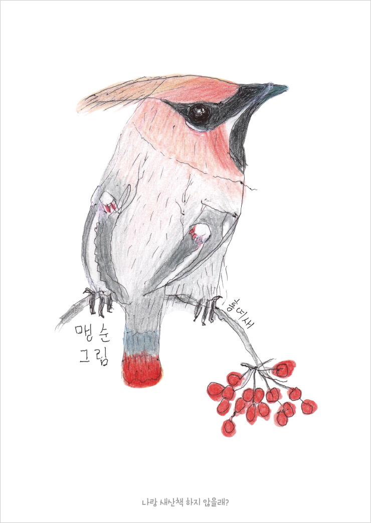 먹이를 찾아 아파트를 찾는 겨울 철새 홍여새 그림.