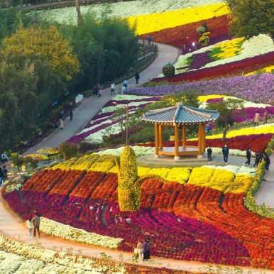 화순국화축제 지난 행사 사진 