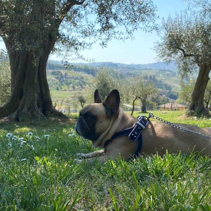 반려견 리온과 함께 하는 순간들
