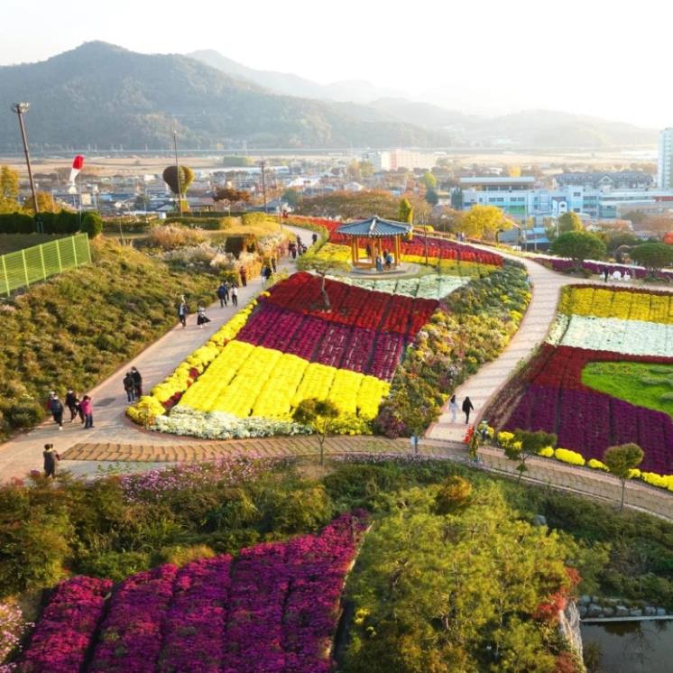 화순국화축제 지난 행사 사진 