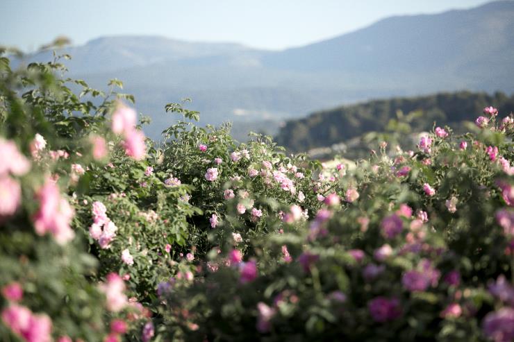 N°5의 원료인 메이 로즈