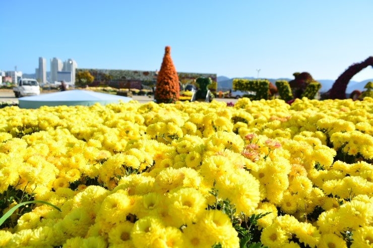 마산국화축제 지난 행사 사진 
