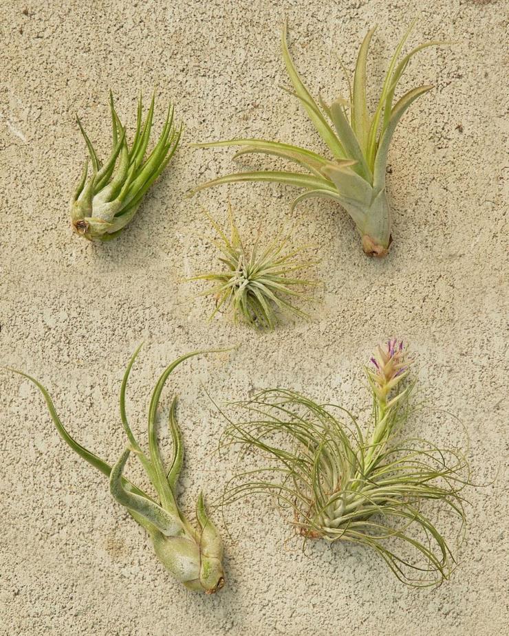 뉴욕 베이스의 식물 커머스 기업 루티드(Rooted)에서 판매하는 에어플랜트. 인스타그램 @heyrooted