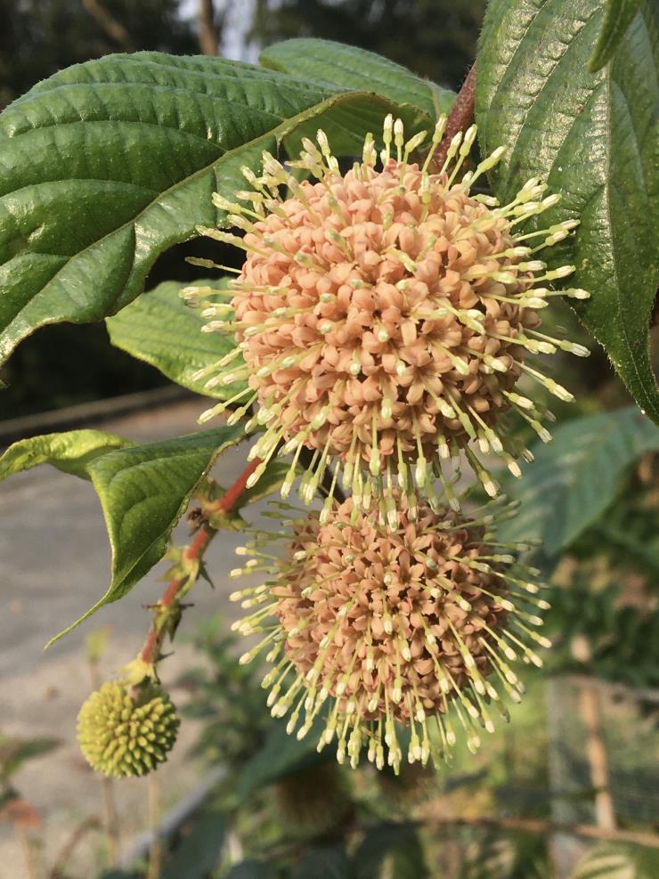 홍콩에서 매우 희귀한 식물인 대만구등(Uncaria hirsute). 팬데믹으로정원이 폐쇄된 후 꽃을 피웠는데, 그 모습이 코로나19 바이러스와 닮아 촬영했다. Photo by Craig Williams