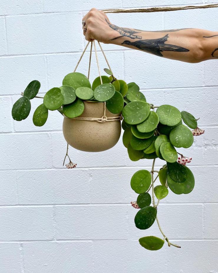 플랜트플루언서 타일러 로저스가 4-5년 동안 키운 호야. 인스타그램 @urlocalplantboy