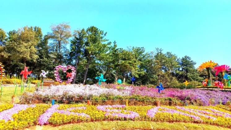 익산 천만송이국화 축제 