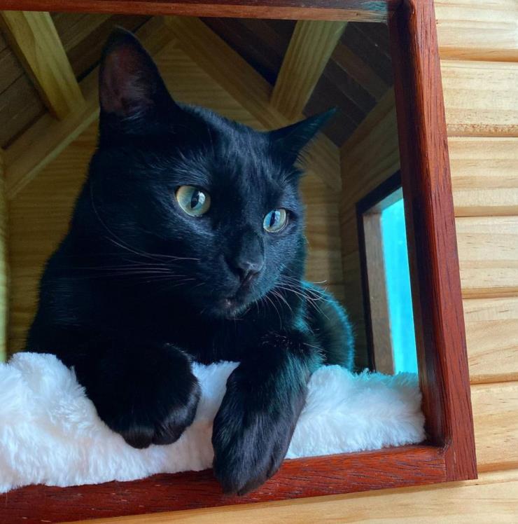 @blackcatdahong