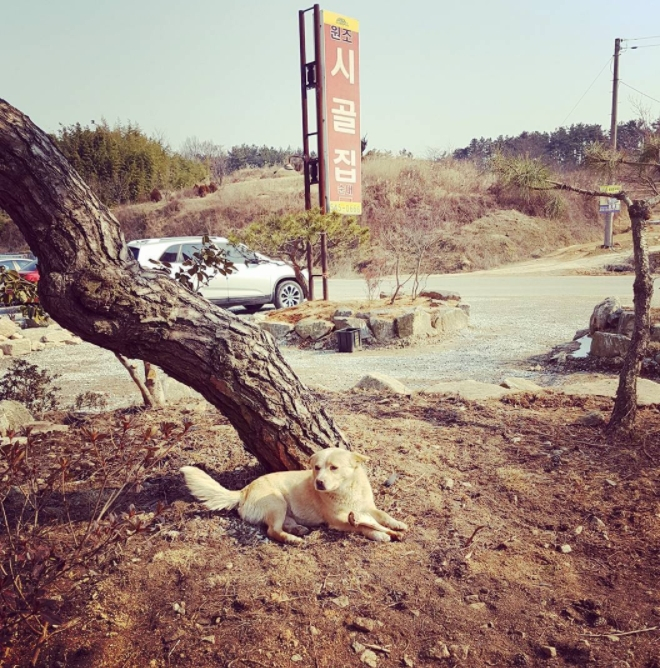 원조시골집 인스타그램