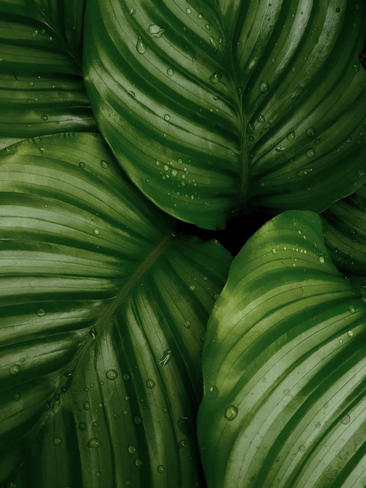 Unsplash