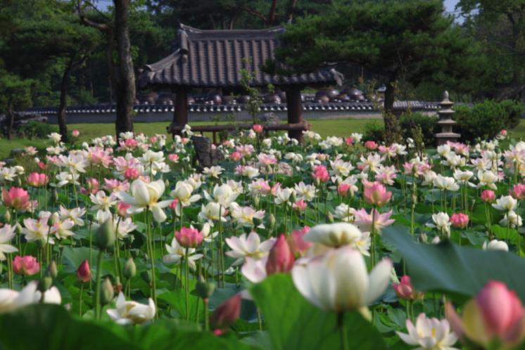 세미원