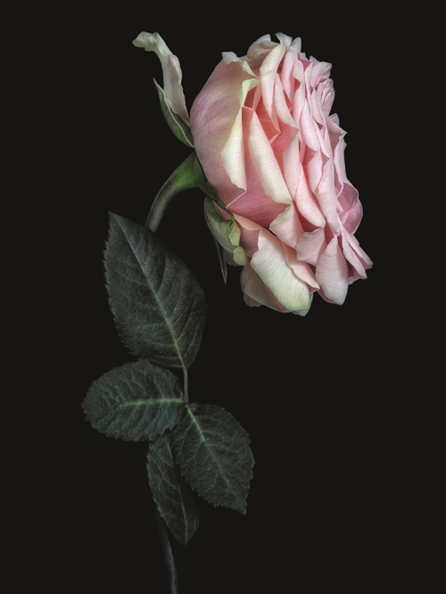무슈 디올에게 무한한 영감을 준 꽃, 장미. &copy;Debi Shapiro
