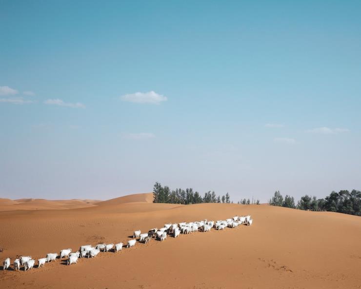 로로 피아나 제공(Giulio di Sturco)