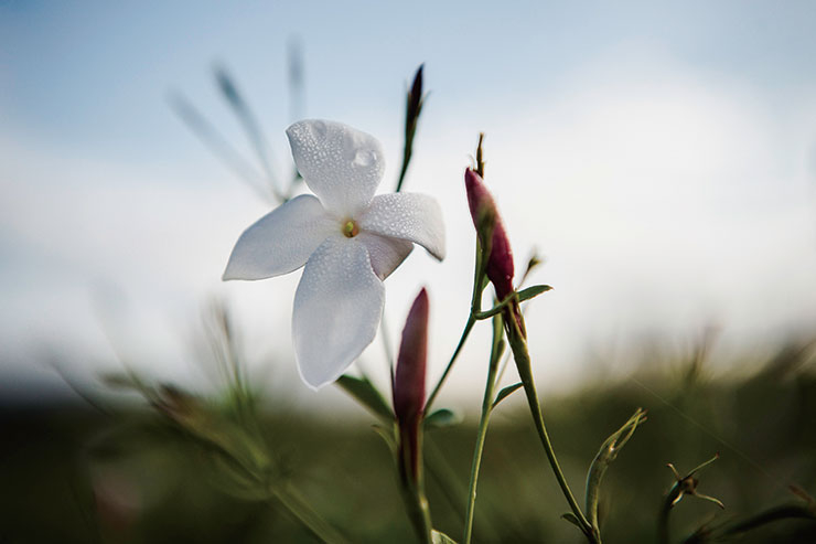 마농 농장에 피어 있던 자스민과 농장주 캐롤 비앙칼라나와 함께 자스민 수확을 체험하고 있는 각국의 프레스들.