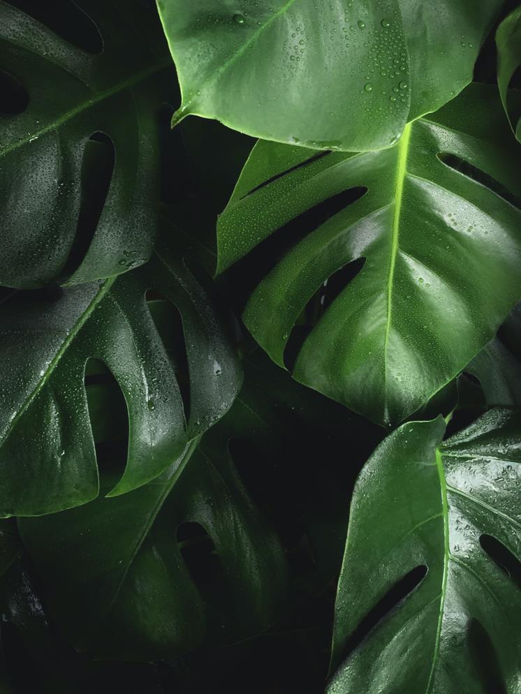 Unsplash