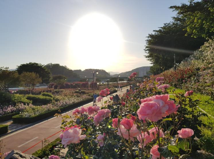 삼척장미공원