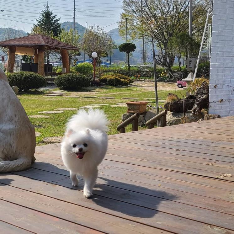 카페진안