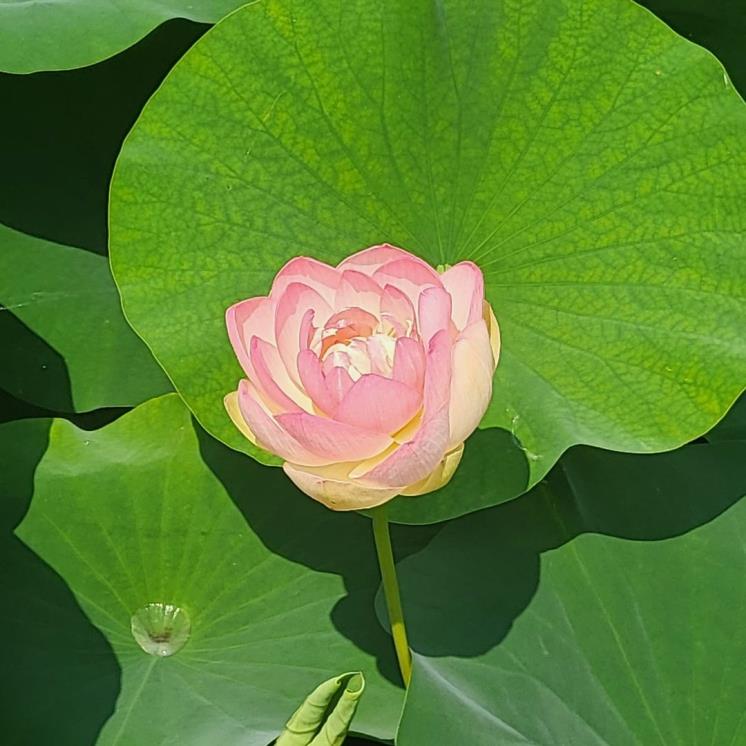 양평 세미원