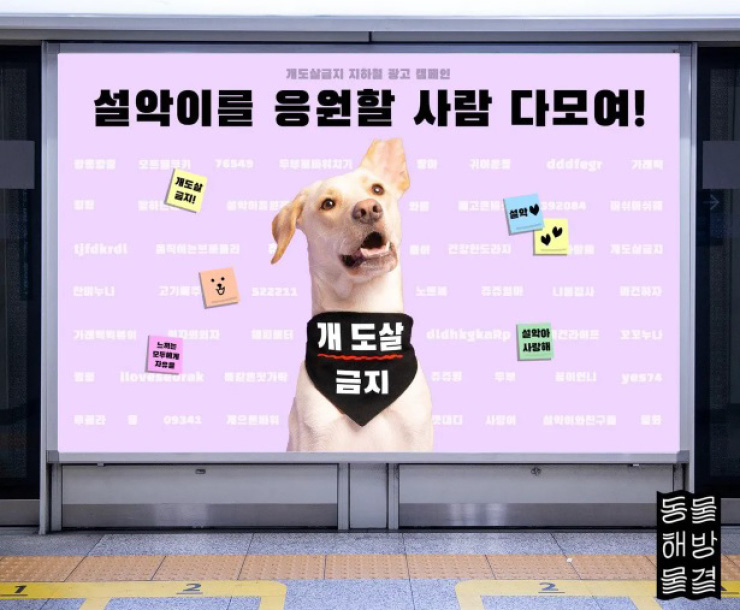 개농장에서 구출된 설악이를 모델로한 지하철광고 캠페인은 얼마전 텀블벅 펀딩에 성공했다.