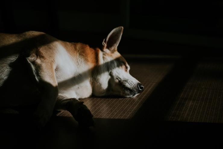  Joyce Romero on Unsplash