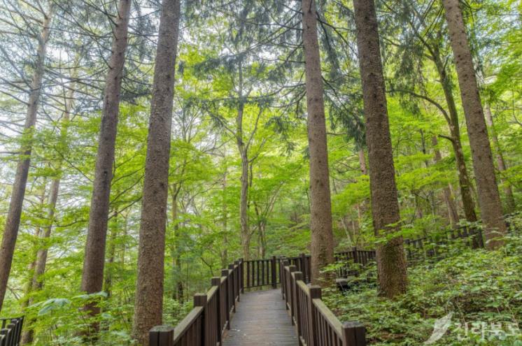 덕유산자연휴양림