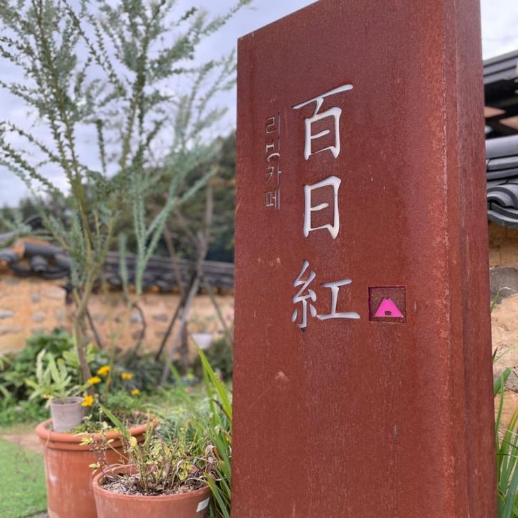 백일홍