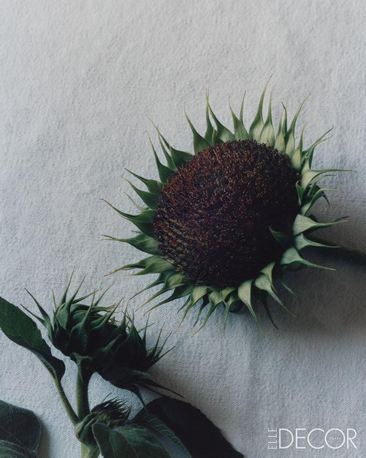해바라기(Sunflower).