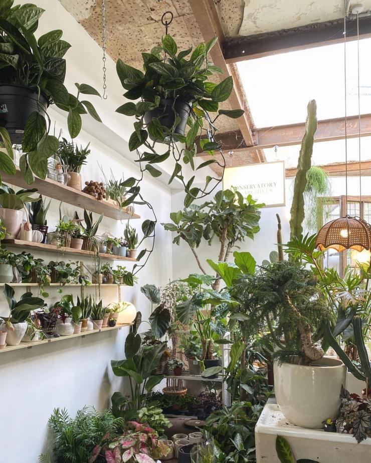 보는 것만으로도 힐링이 되는 식물들. 인스타그램 @jin_conservatoryarchives