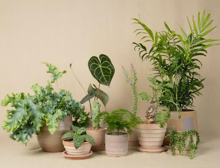 인스타그램 @conservatory_archives