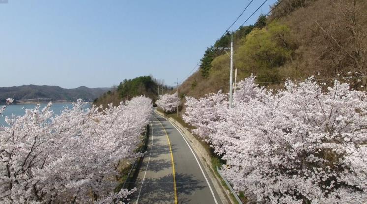 용담호벚꽃길