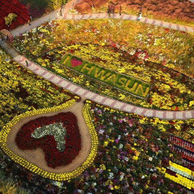 화순국화축제 지난 행사 사진 