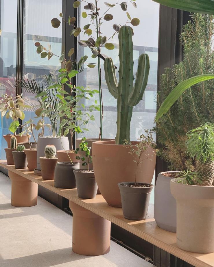 카네즈센. 인스타그램 @karnezcen