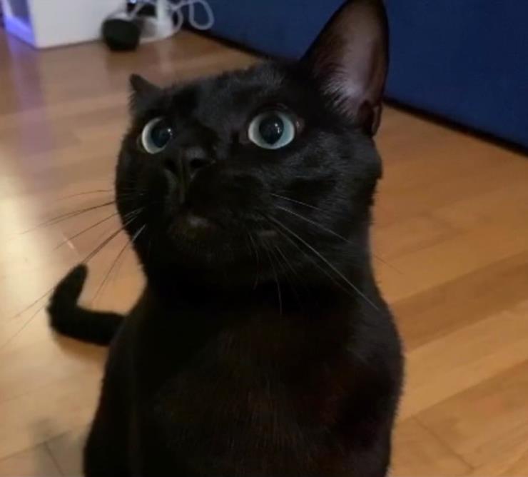 @blackcatdahong