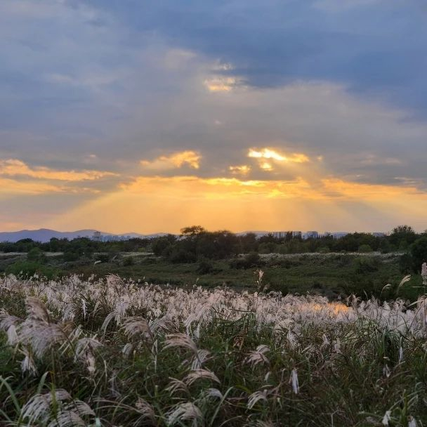 억새 축제 지난 행사 사진