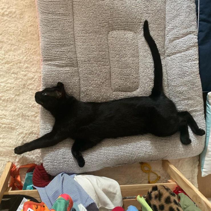 @blackcatdahong