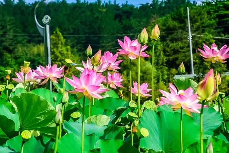함안 연꽃 테마파크