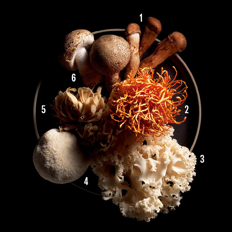 1 참송이버섯. 2 동충하초. 3 꽃송이버섯. 4 노루궁뎅이버섯. 5 잎새버섯. 6 송미향 버섯.