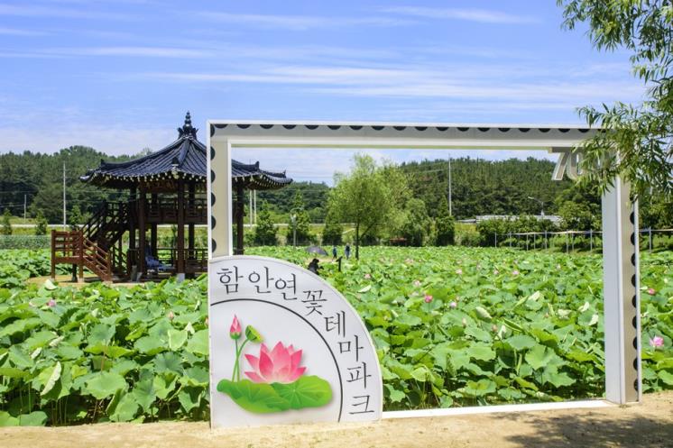 함안 연꽃 테마파크