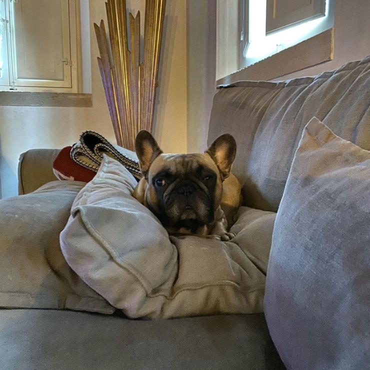 반려견 리온과 함께 하는 순간들