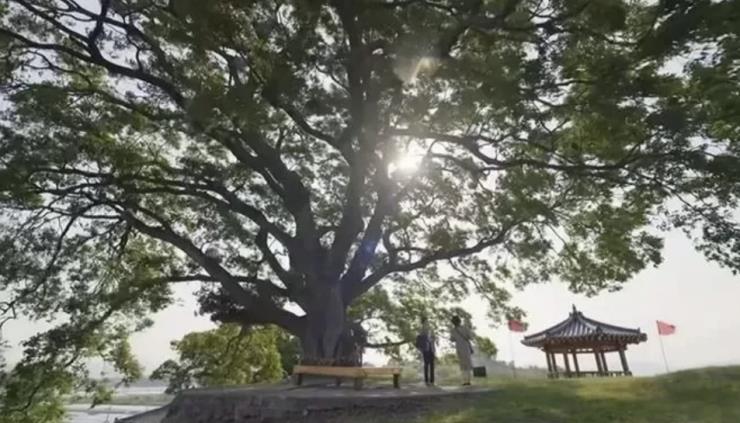 ENA <이상한 변호사 우영우> 팽나무